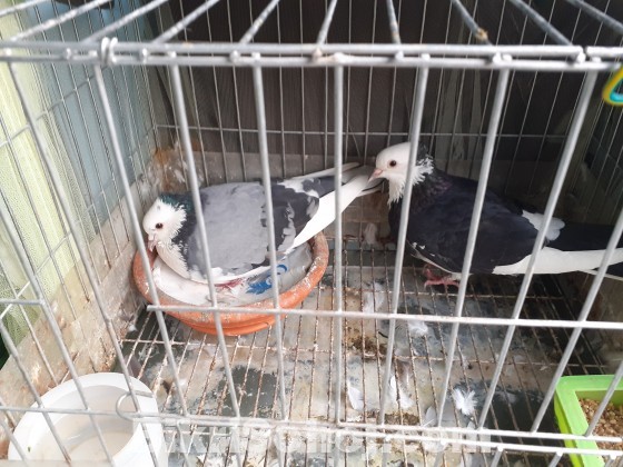 Pigeon: Breed: Gola